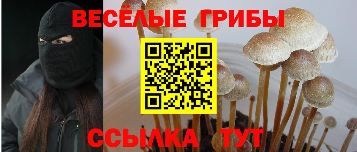 Галлюциногенные грибы Psilocybine cubensis Валуйки